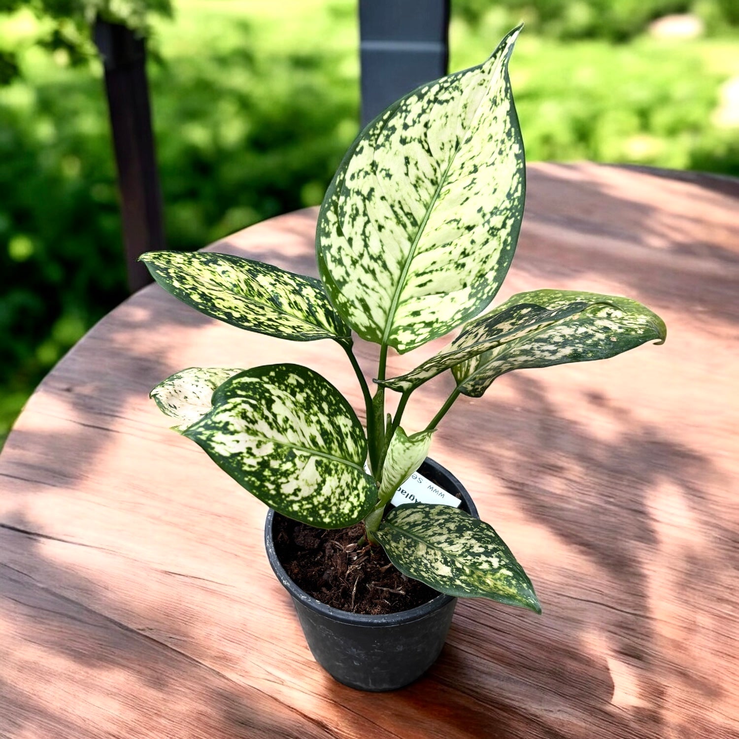 Aglaonema 'Eileen'
