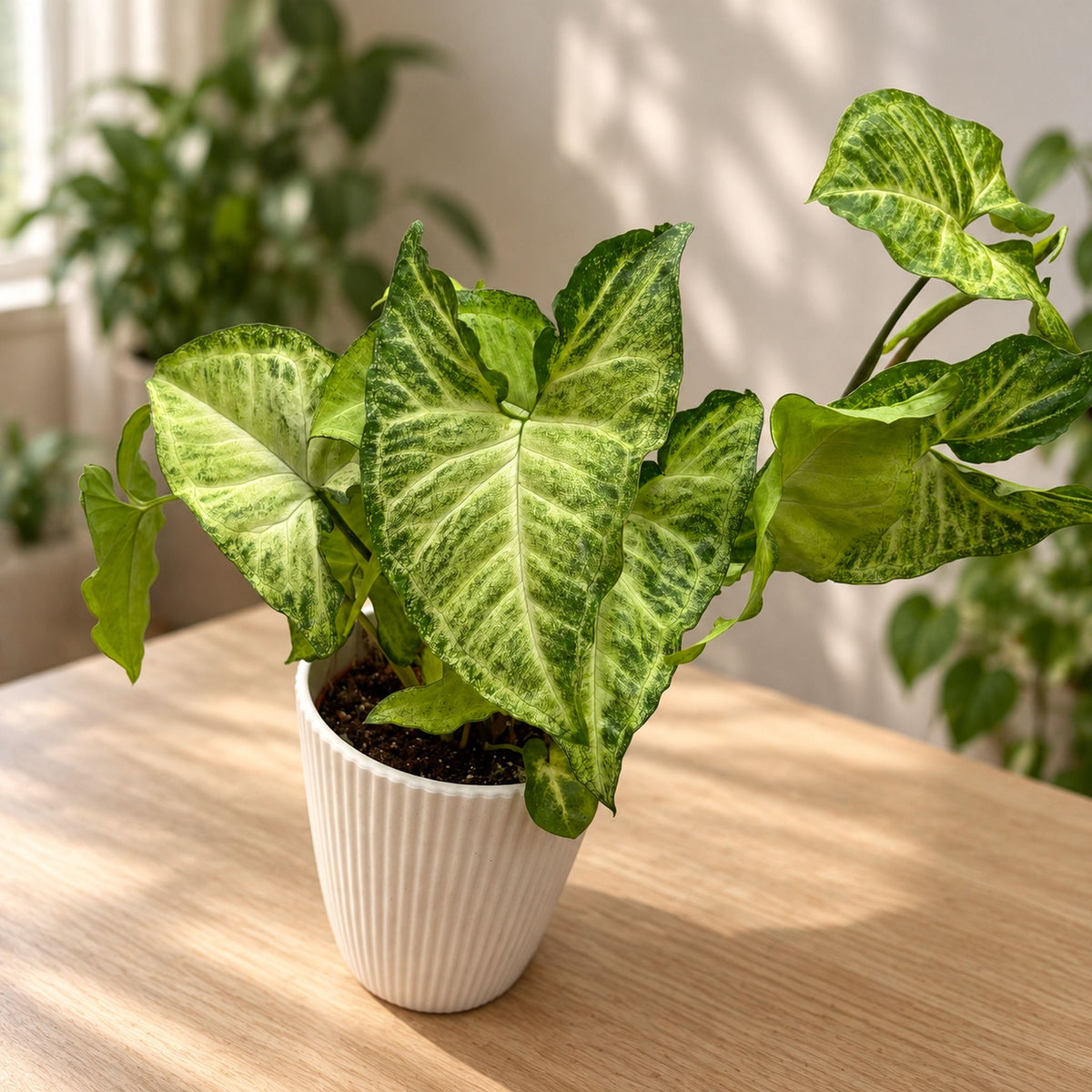 Syngonium 'White Butterfly'