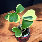 Hoya kerrii 'Albomarginata' (Taiwan)