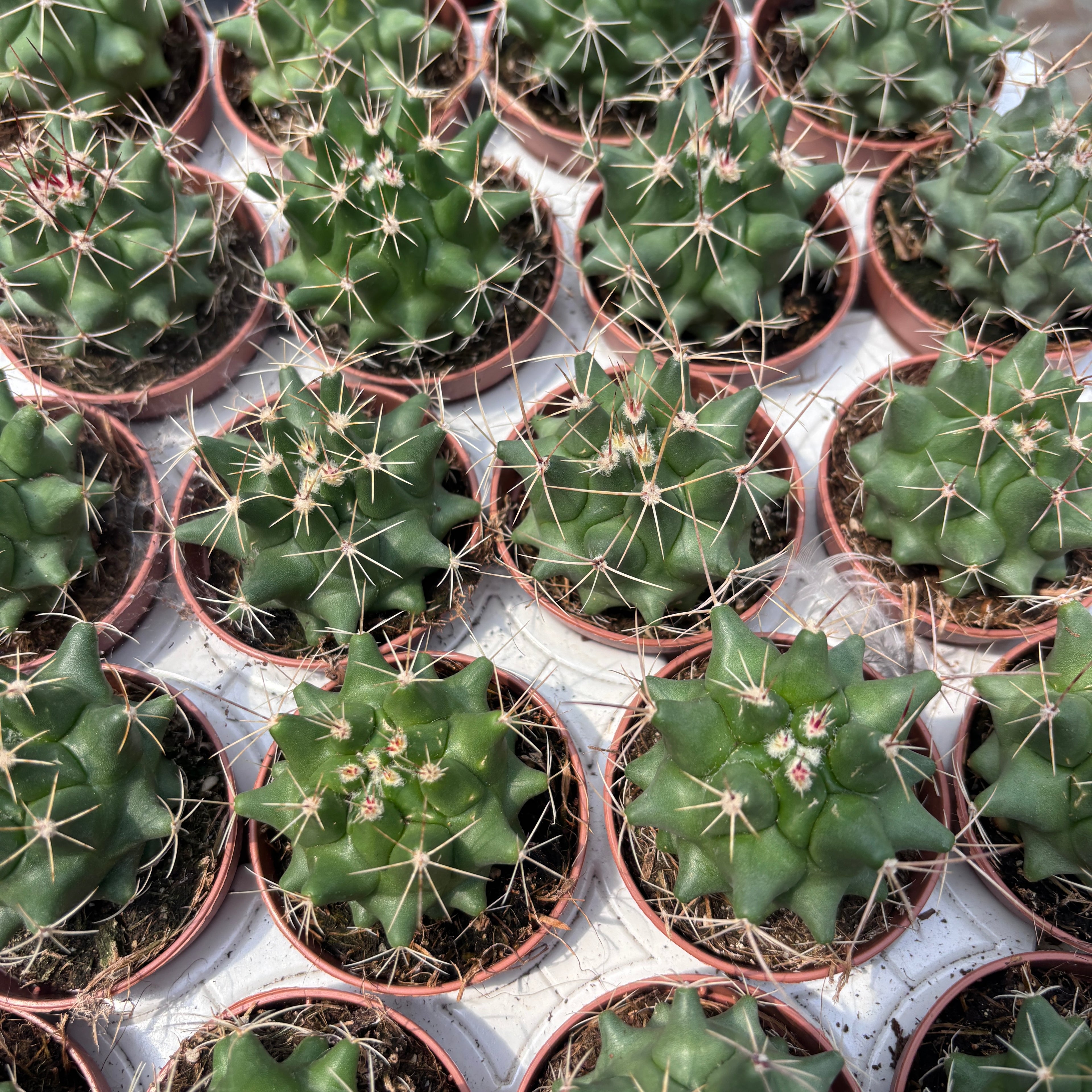 Thelocactus flavus – мексикански кактус със златисти бодли и жълти цветове