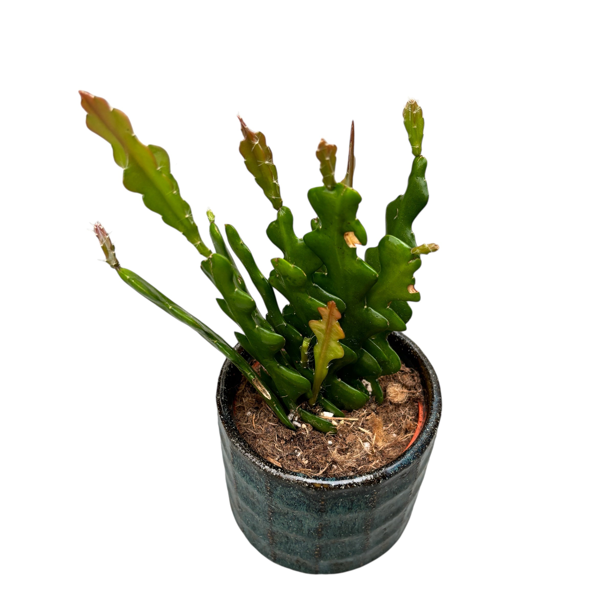 Epiphyllum anguliger – cactus zig-zag cu frunze sculpturale si flori parfumate