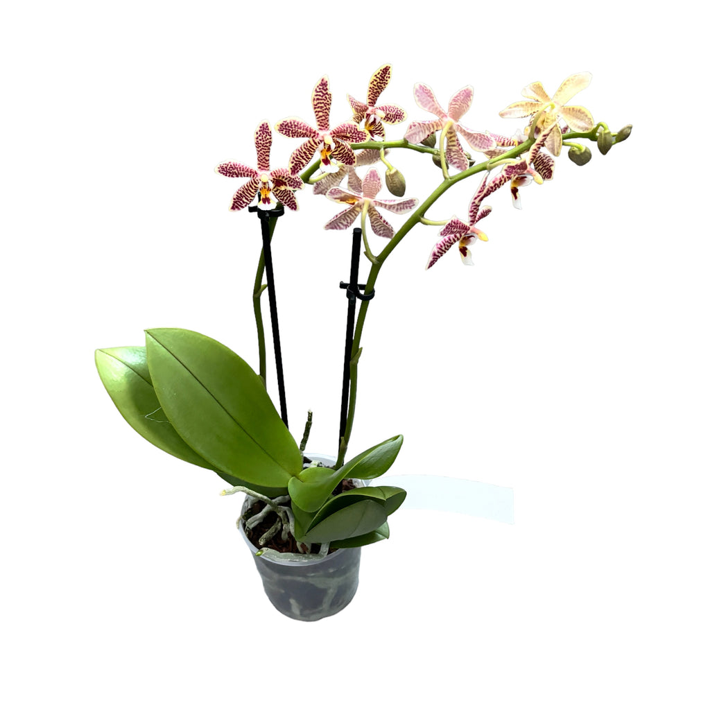 Phalaenopsis Bronze Maiden (schilleriana × mannii 'Black')