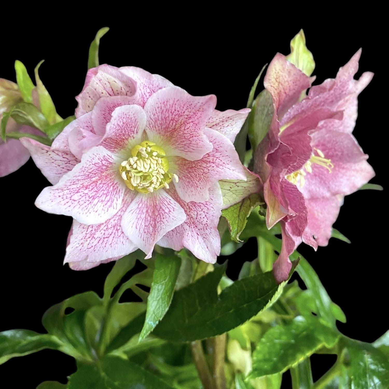 Helleborus orientalis 'Hello Amber' (Spanz cu flori duble)