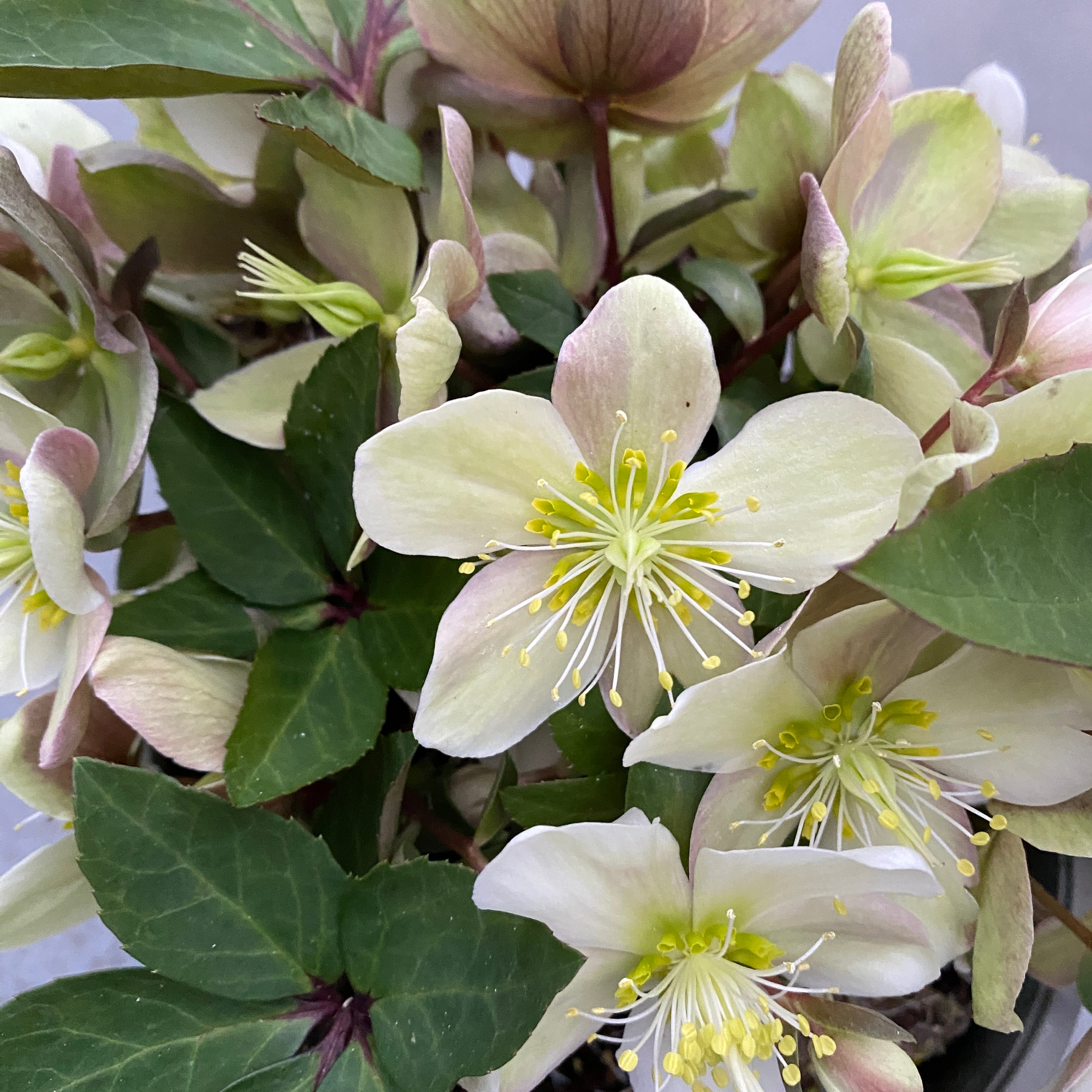 Helleborus Viv Valeria (Spanz)