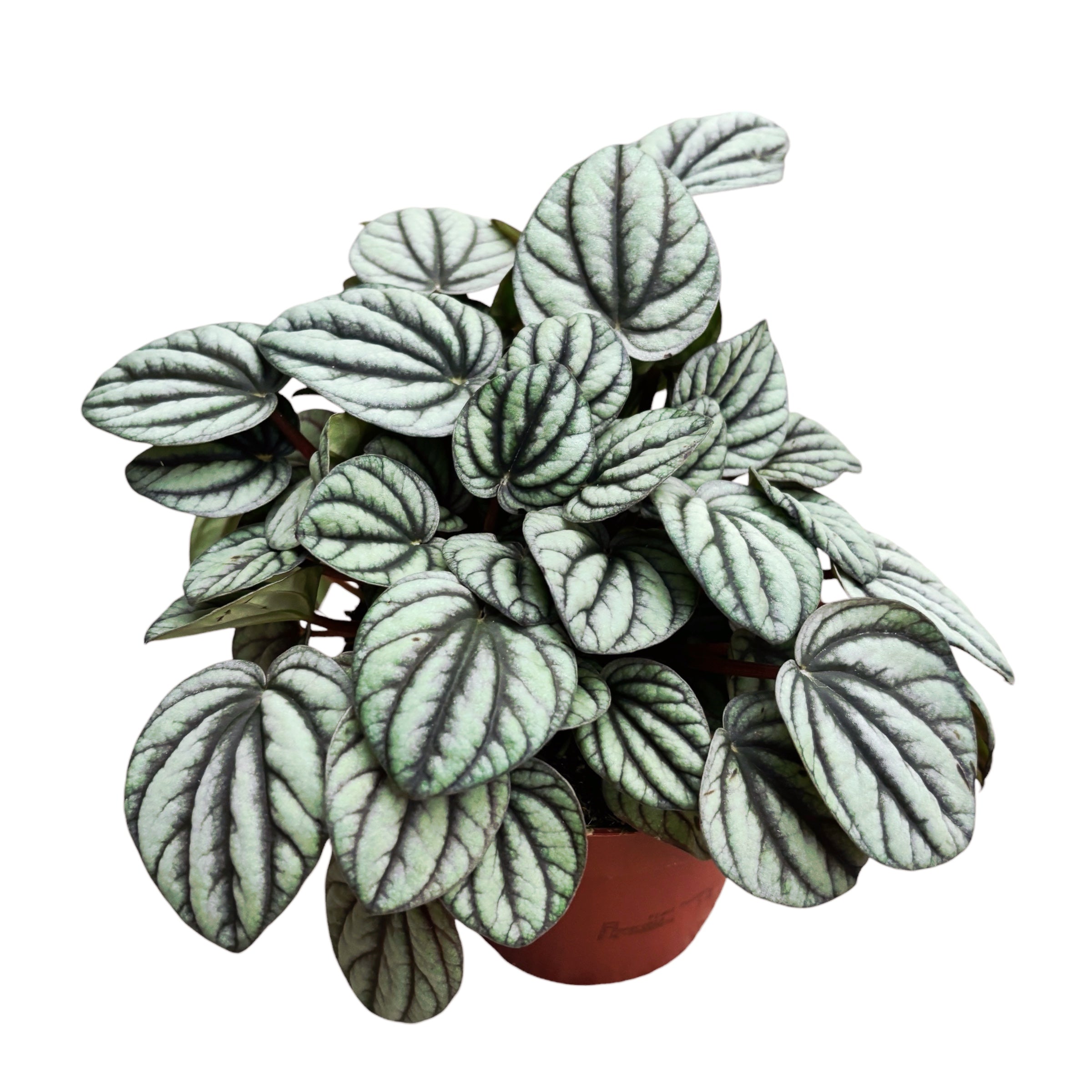 Peperomia 'Mystique'