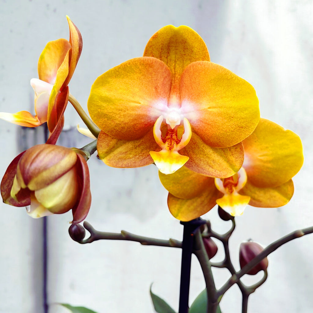 Phalaenopsis Phalfamzol (Las Vegas)