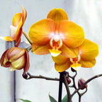 Phalaenopsis Phalfamzol (Las Vegas)