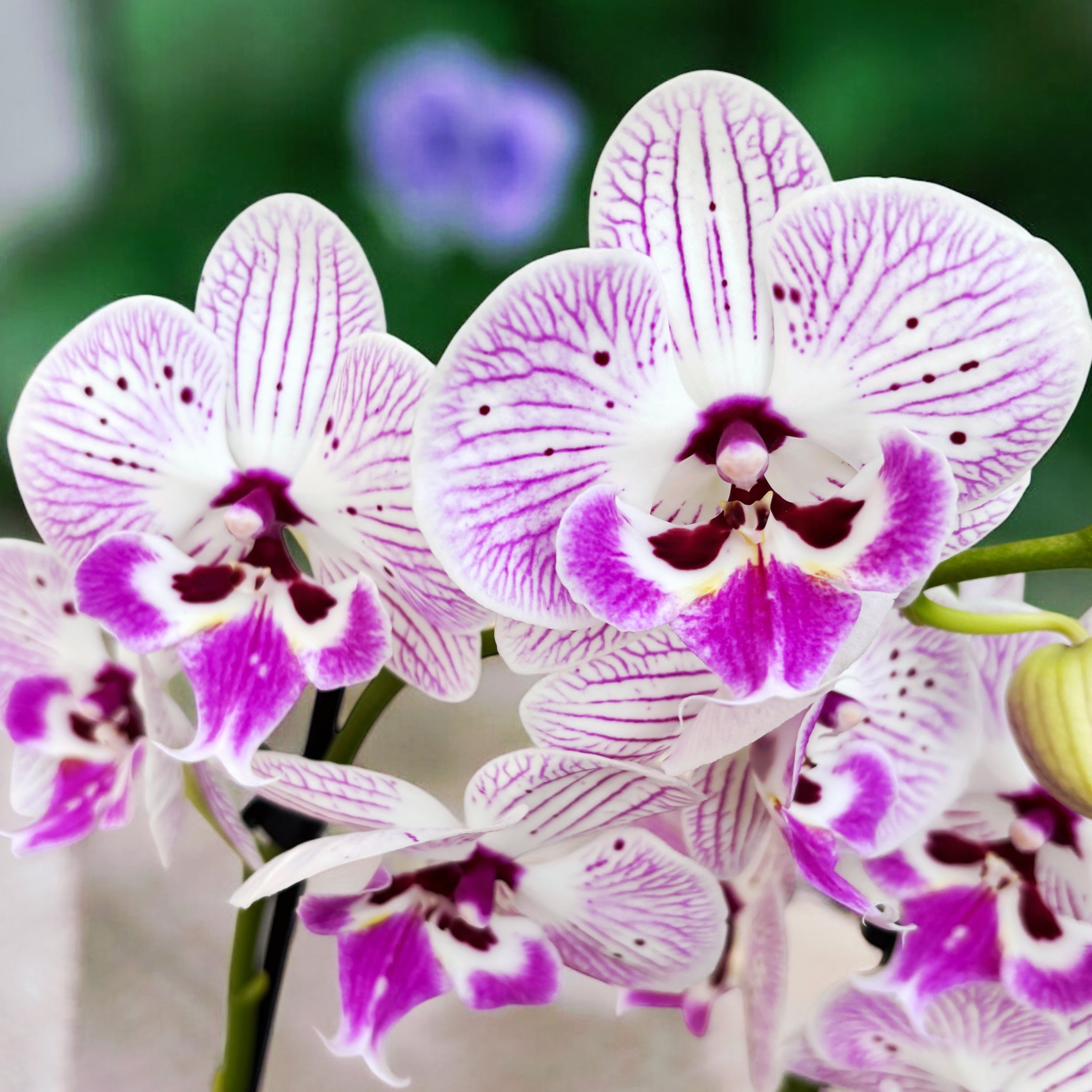 Phalaenopsis Storyline grande lèvre