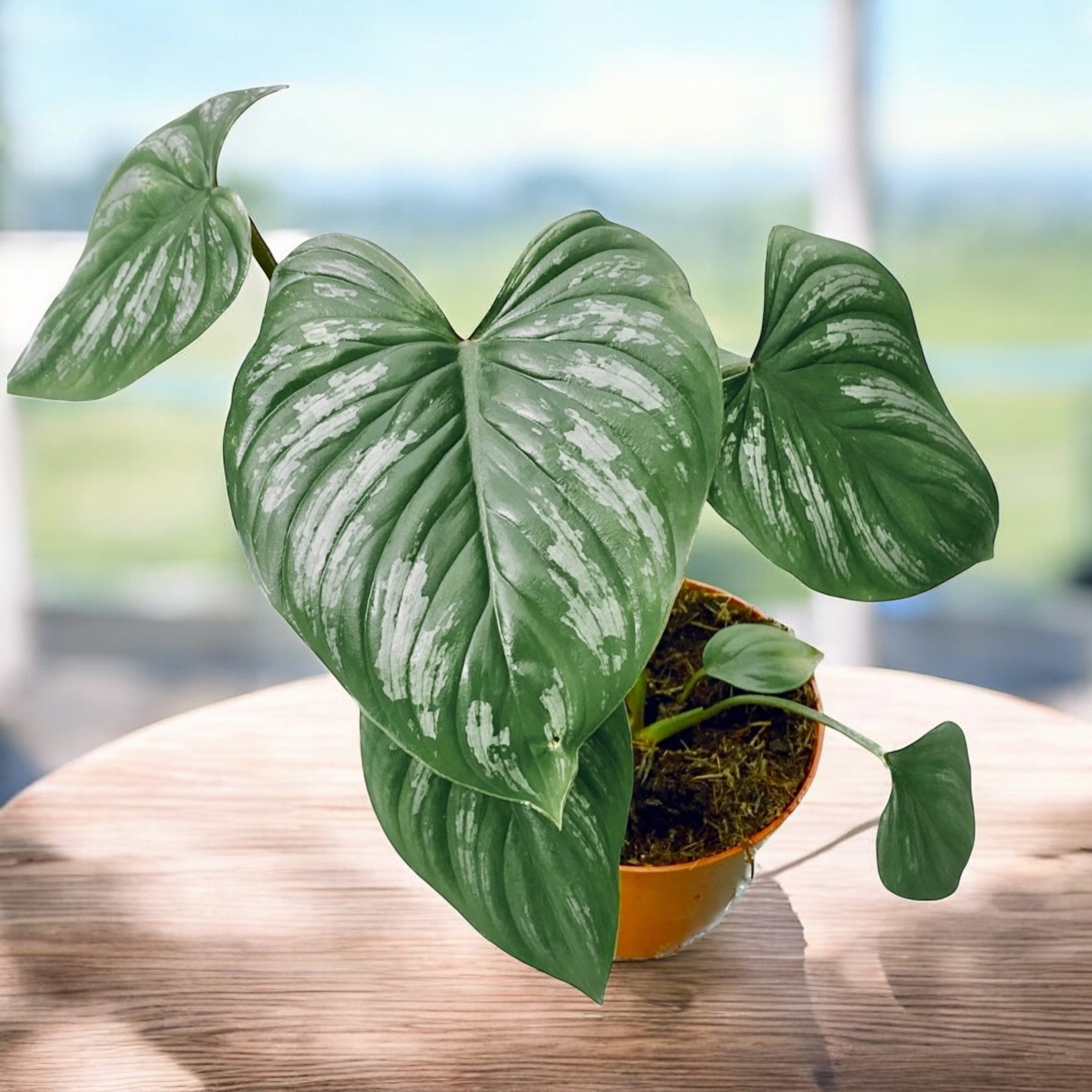 Philodendron mamei – frumusete tropicala cu frunze catifelate si nervuri argintii