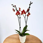 Phalaenopsis Horizon