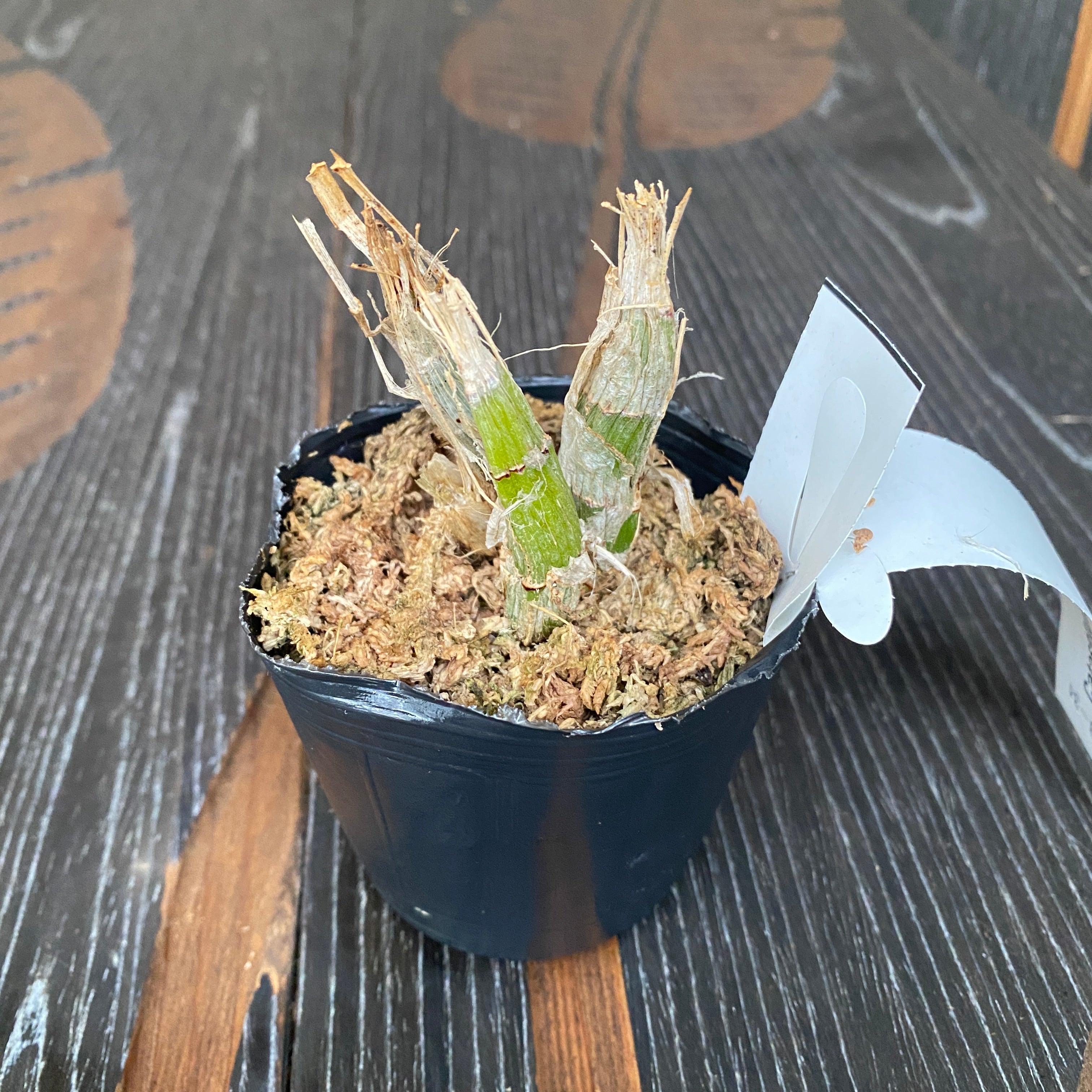 Catasetum pileatum var. alba