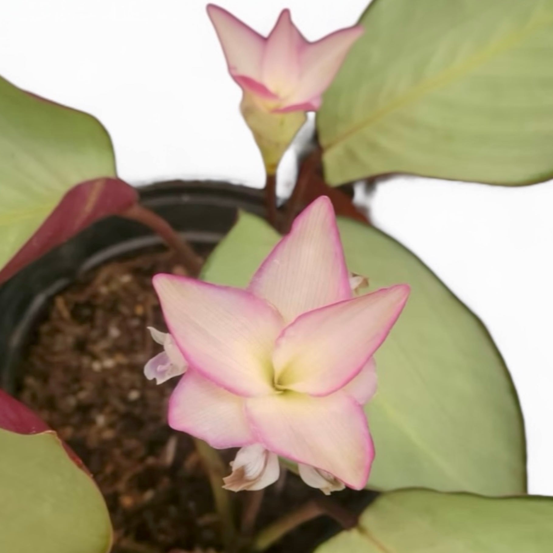 Calathea roseopicta ‘Silver Plate’ (babyplant) - frumusete tropicala cu frunzis argintiu