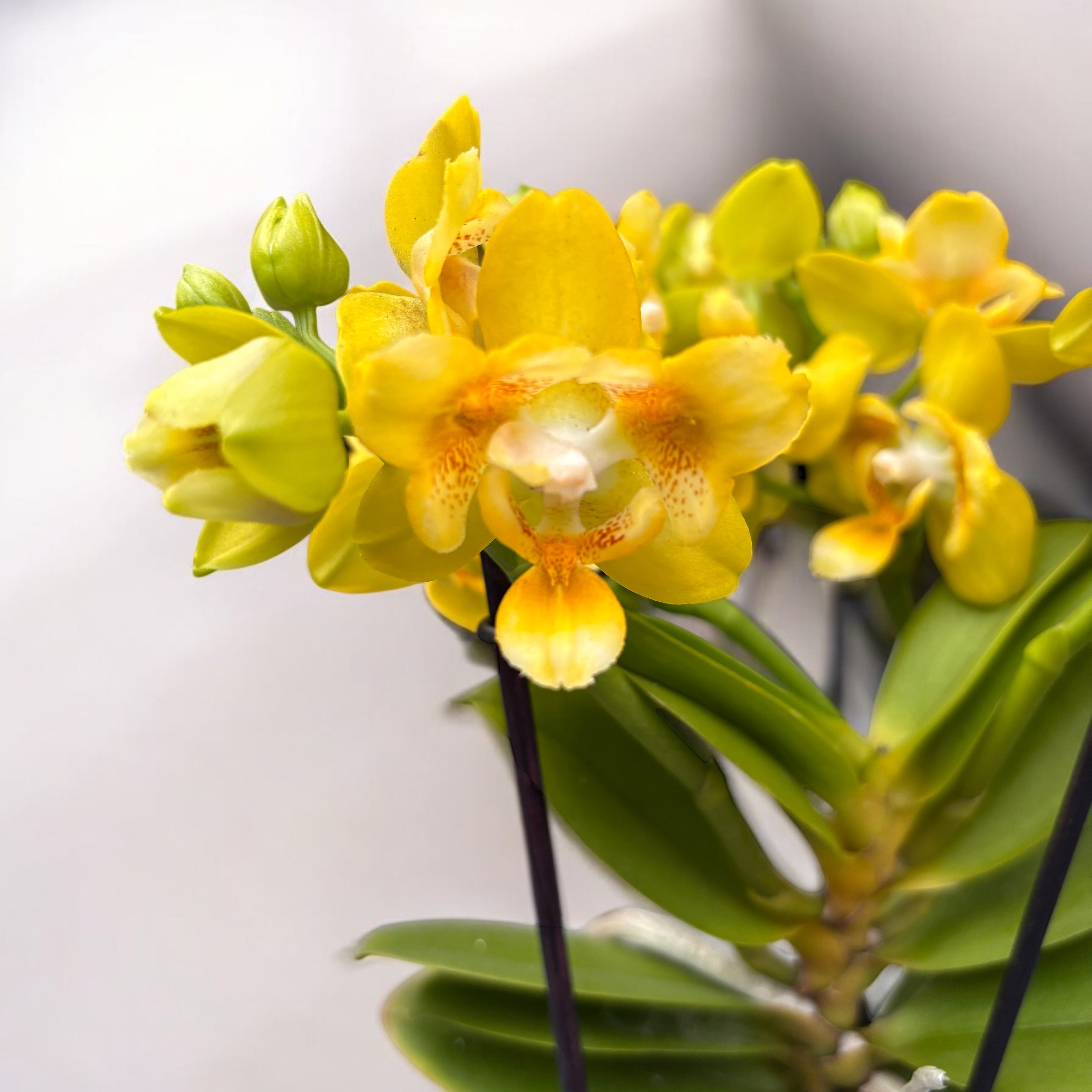 Phalaenopsis Norman's Yellow Batman - fleurs pelorées parfumées
