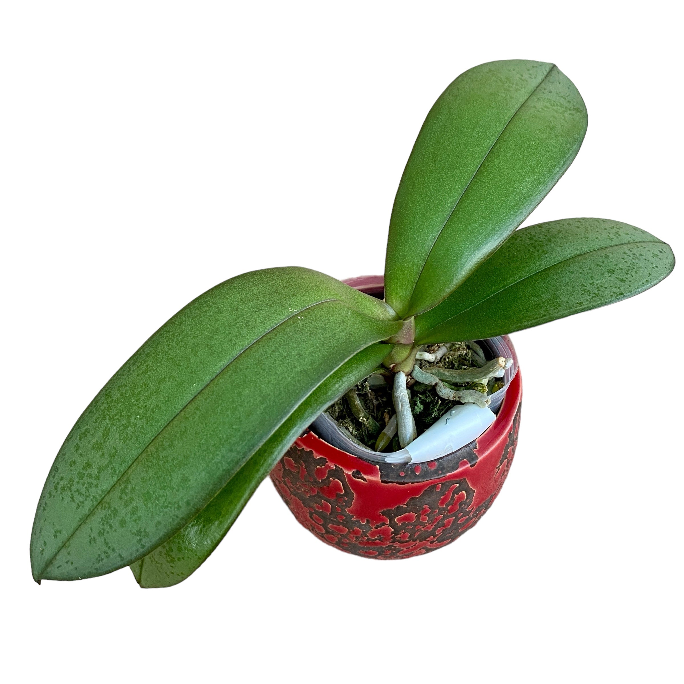 Phalaenopsis Miki Orange Sunset (pelorisch) duftende Blüten