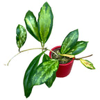 Hoya incrassata 'Variegata' (inner variegation)