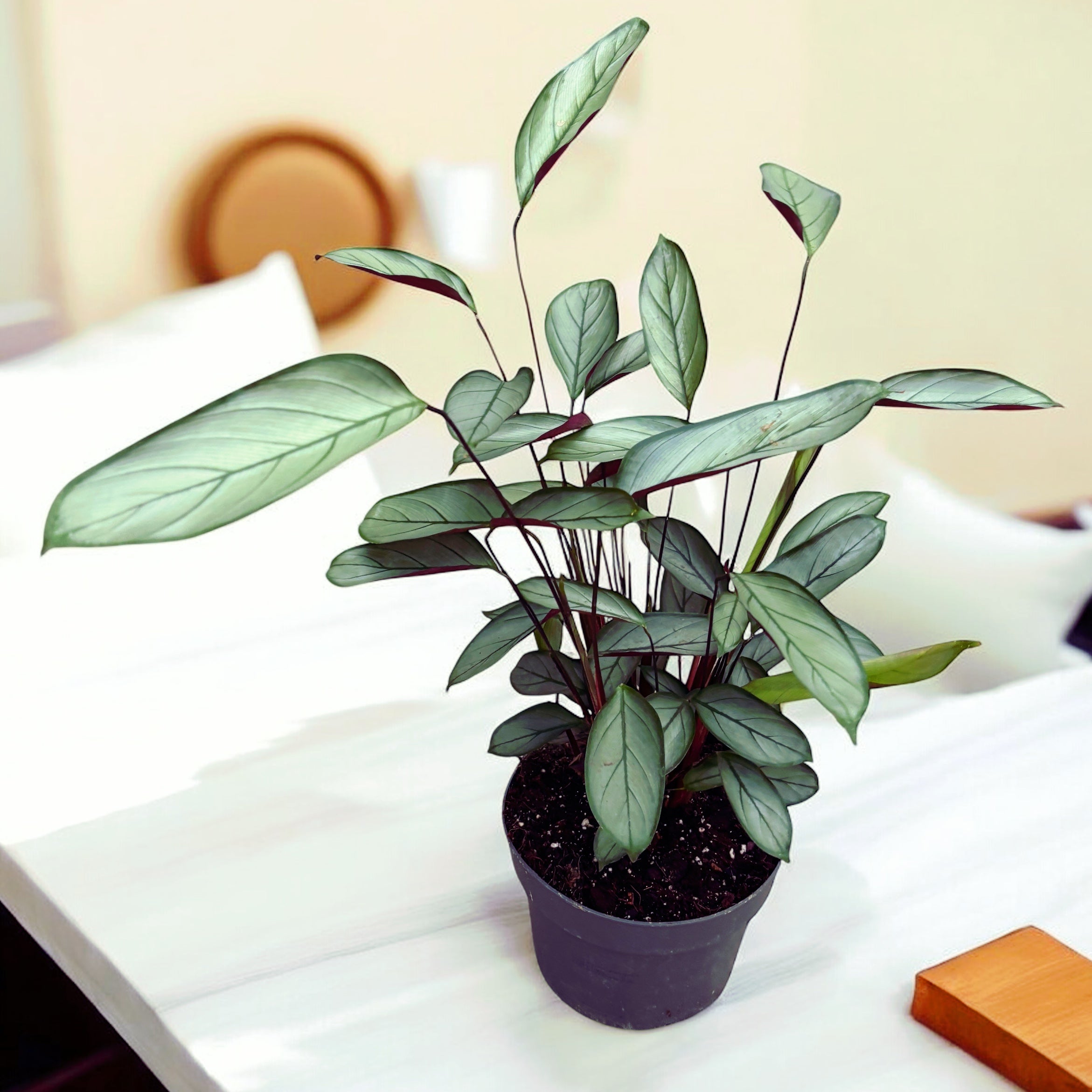 Calathea setosa ‘Silver Star’