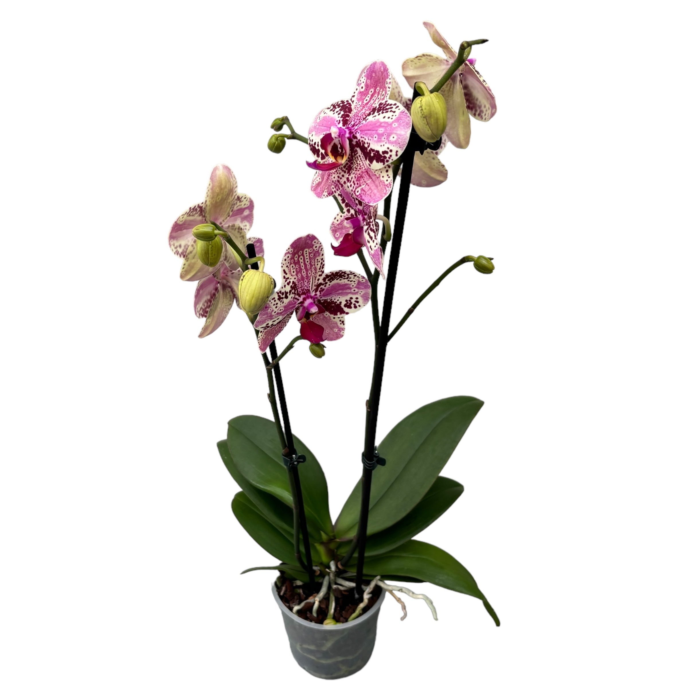 Phalaenopsis Anthura Frontera