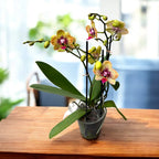 Phalaenopsis 'Elegant Charmer' (Karin Aloha) - eksoottisen viehättävä orkidea, jossa lämpimän sävyiset maalatut kukat