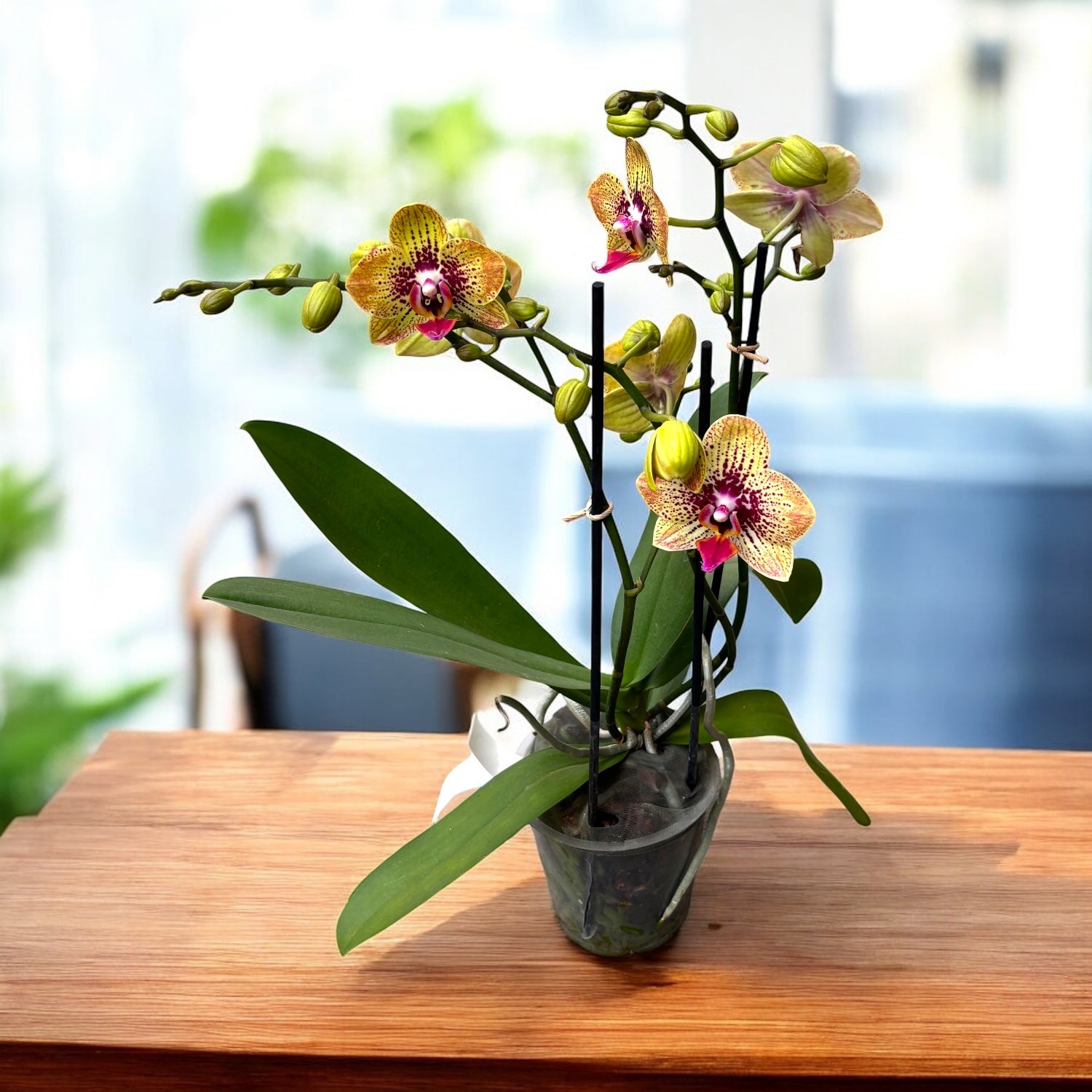 Phalaenopsis 'Elegant Charmer' (Karin Aloha) -  orhidee cu farmec exotic si flori pictate in nuante calde