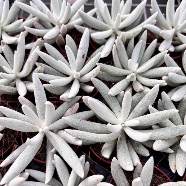 Senecio Haworthii