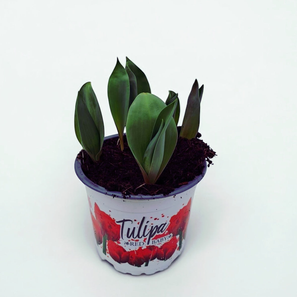 Bulbi de lalele cu floare dubla rosie  - Tulipa 'Red Princess'
