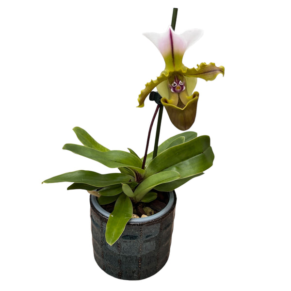 Paphiopedilum Spicerianum Milano