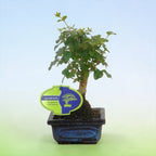 Bonsai Ligustrum (bonsai pro začátečníky)