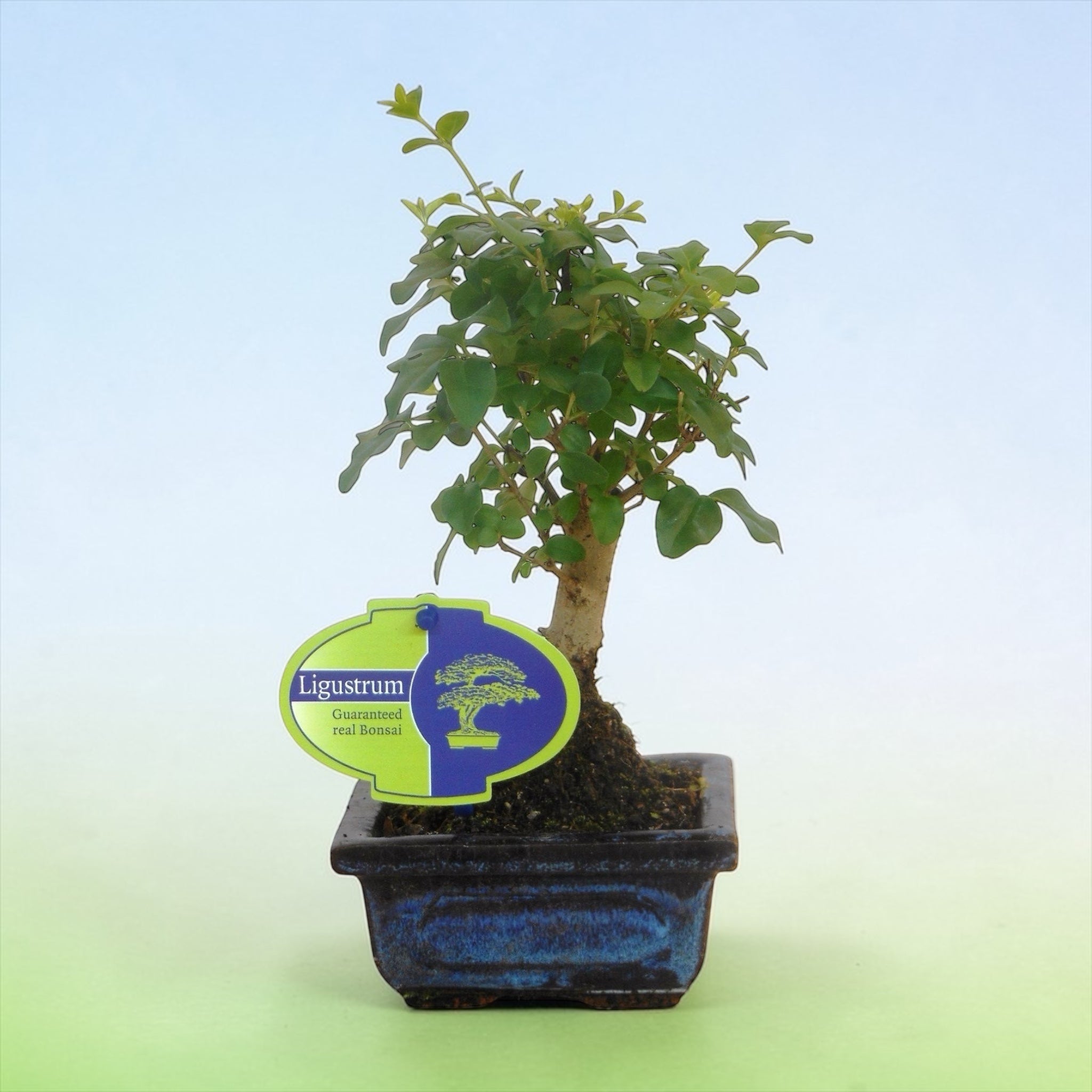 Bonsai Ligustrum (bonsai pro začátečníky)