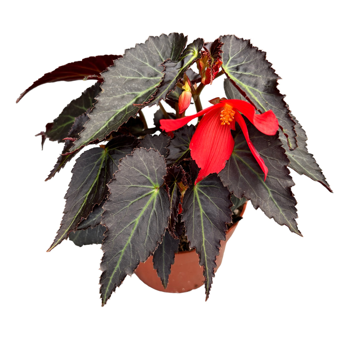 Begonia Tenella Red