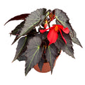 Begonia Tenella Red