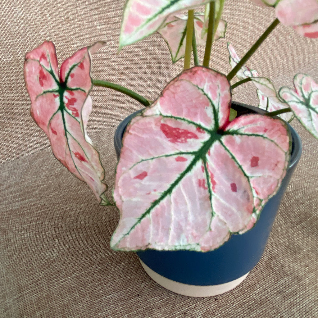 Caladium 'Rasberry Star’