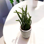 Lepismium bolivianum (cactus della foresta) D5