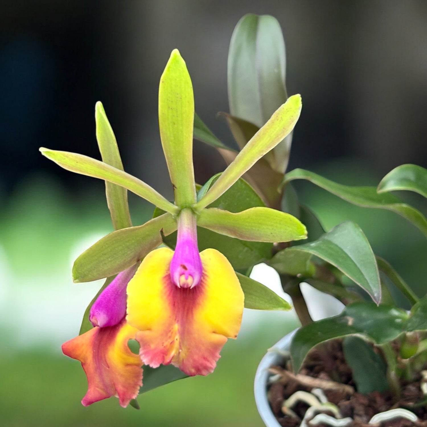 Epicattleya Cacilda Pereira (Epicattleya René Marqués × Cattleya schilleriana) - parfumata