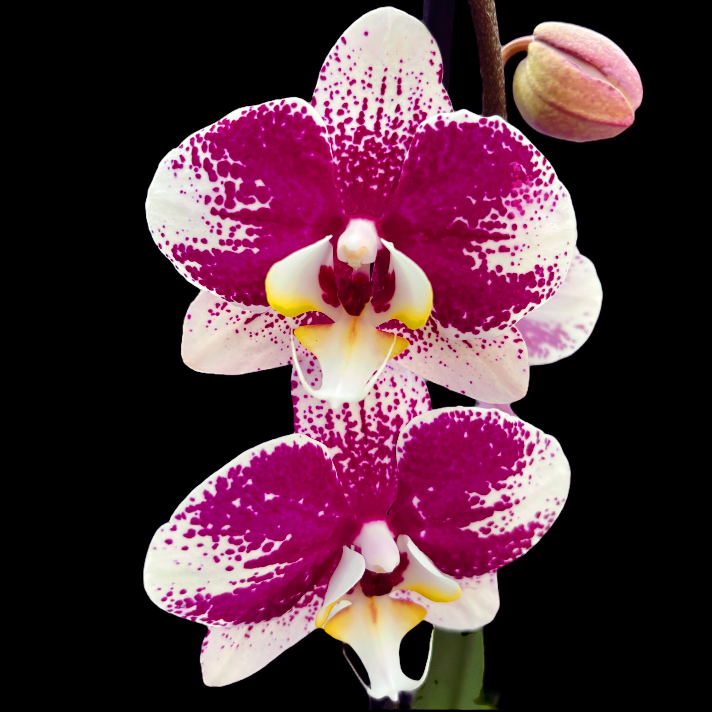 Phalaenopsis Anthura Barcellona
