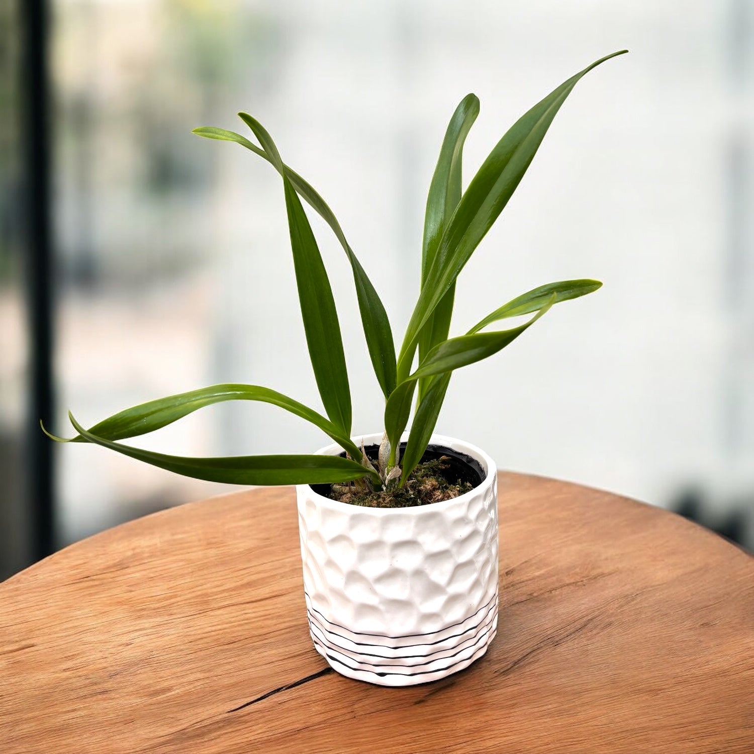 Epicattleya El Hatillo 'Pinta' BM/JOGA - parfum intens