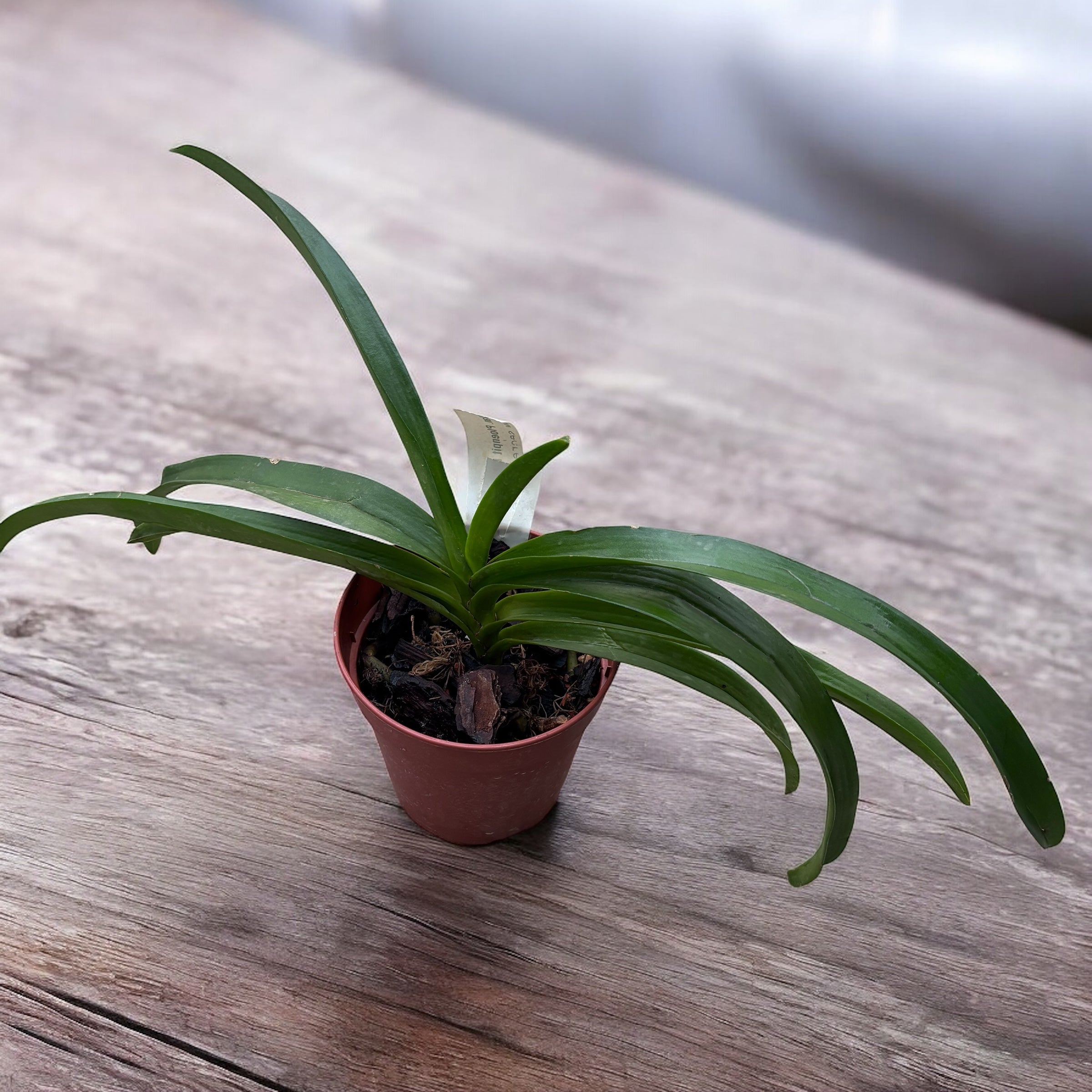 Van. Ploenpit Prize AM/AOS parfumat