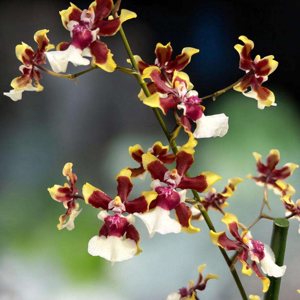 Oncidium Aka Baby 'Raspberry Chocolate' (flori intens parfumate)