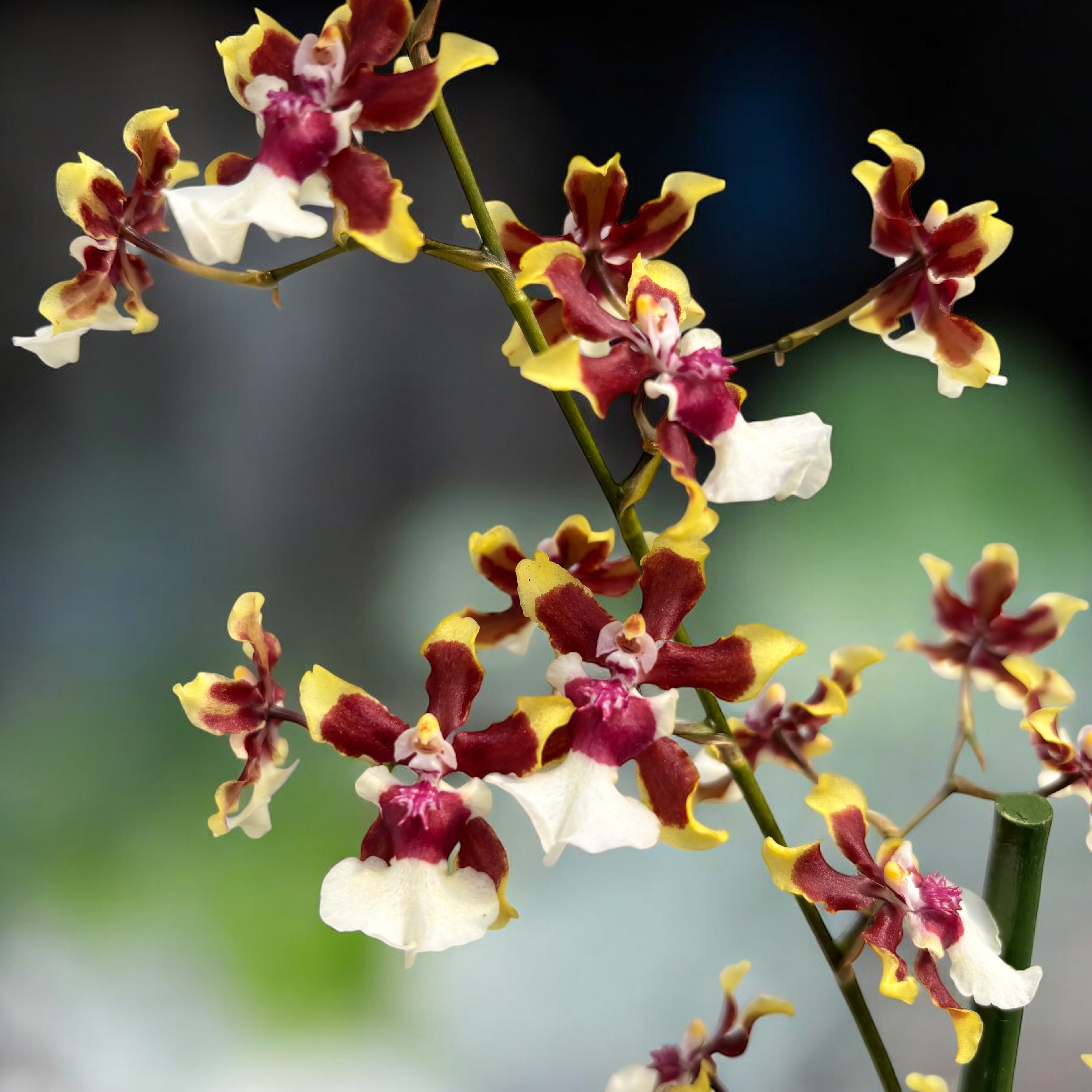 Oncidium Aka Baby 'Raspberry Chocolate' (fiori intensamente profumati)