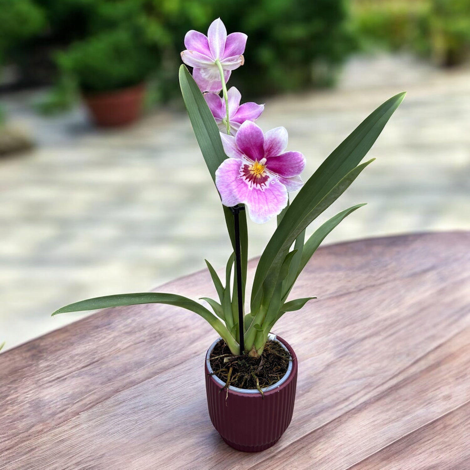 Miltoniopsis rose