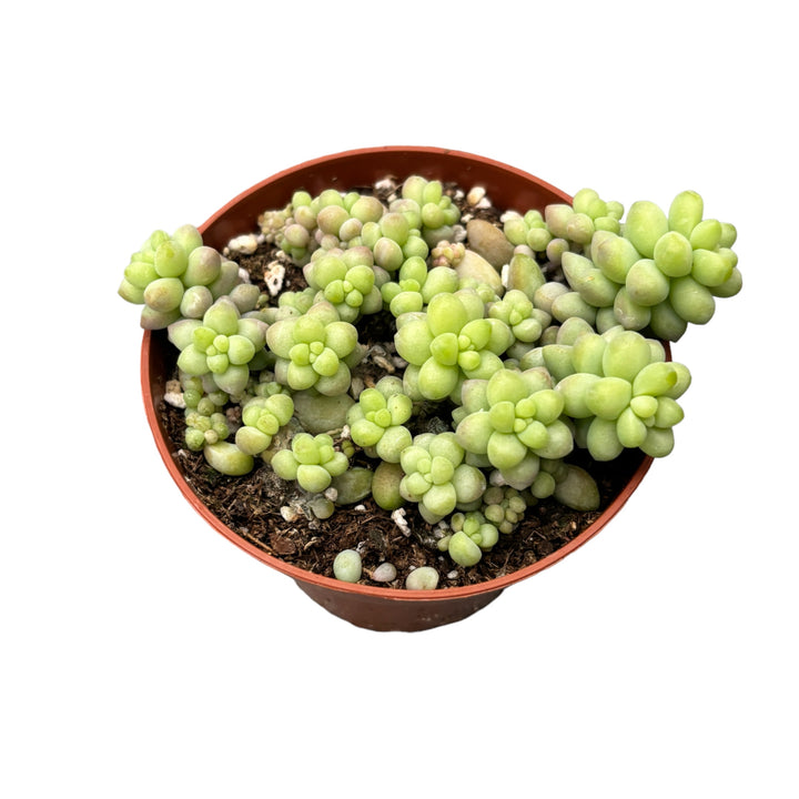 Sedum burrito (Coada magarului)