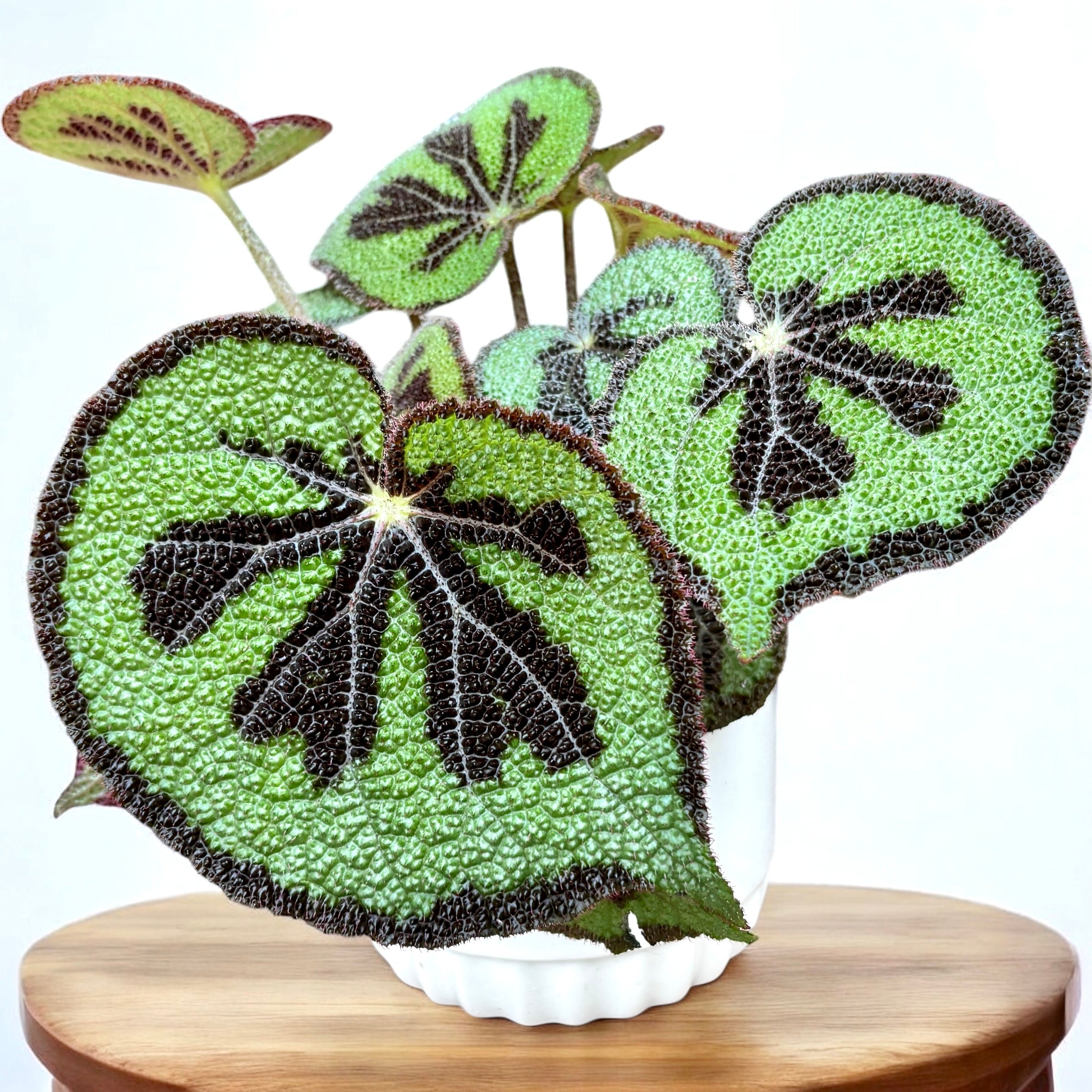 Begonia masoniana Rock (Iron cross begonia) - varietate de colectie cu frunze spectaculoase