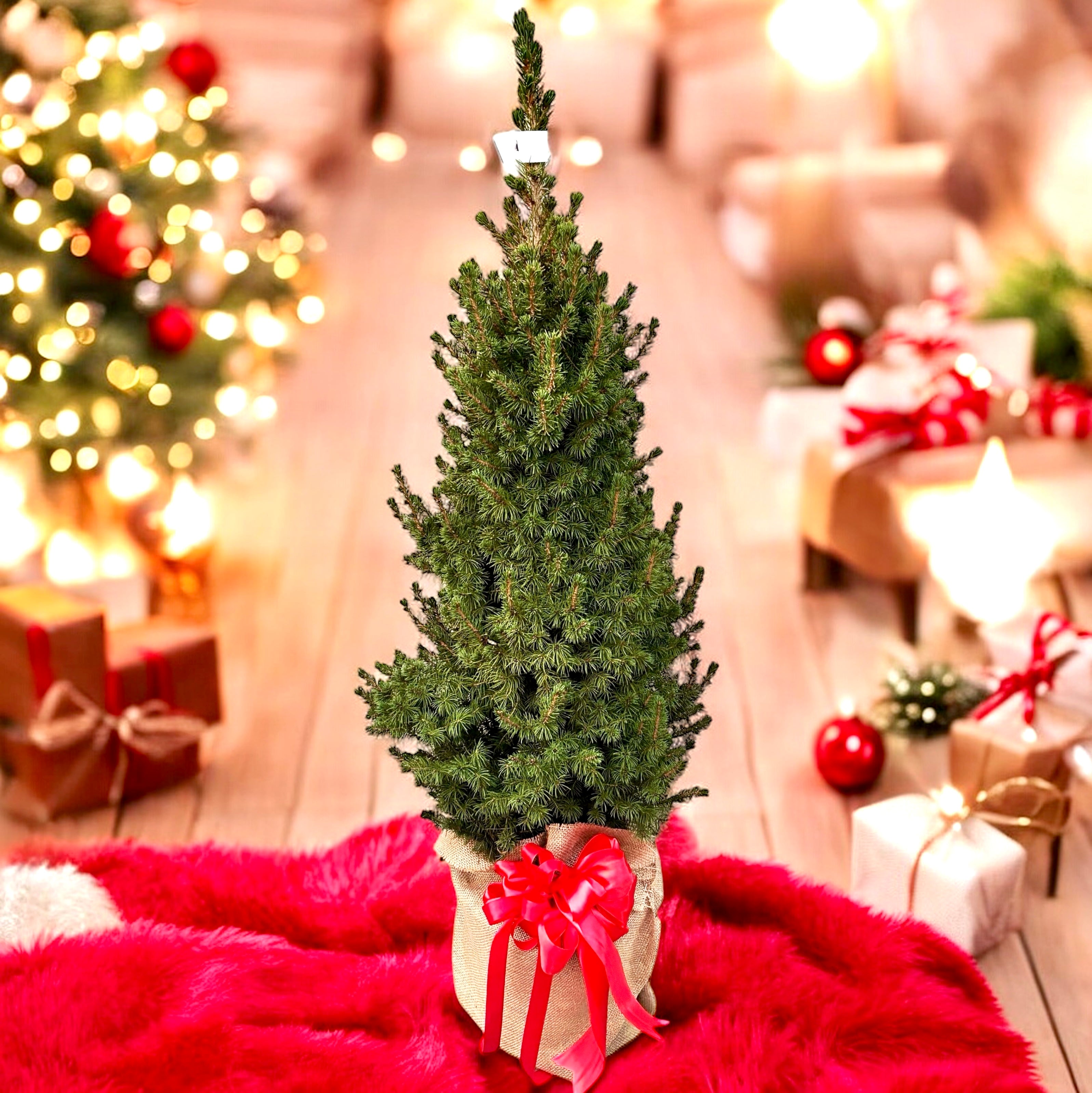 Brad natural ambalat de cadou