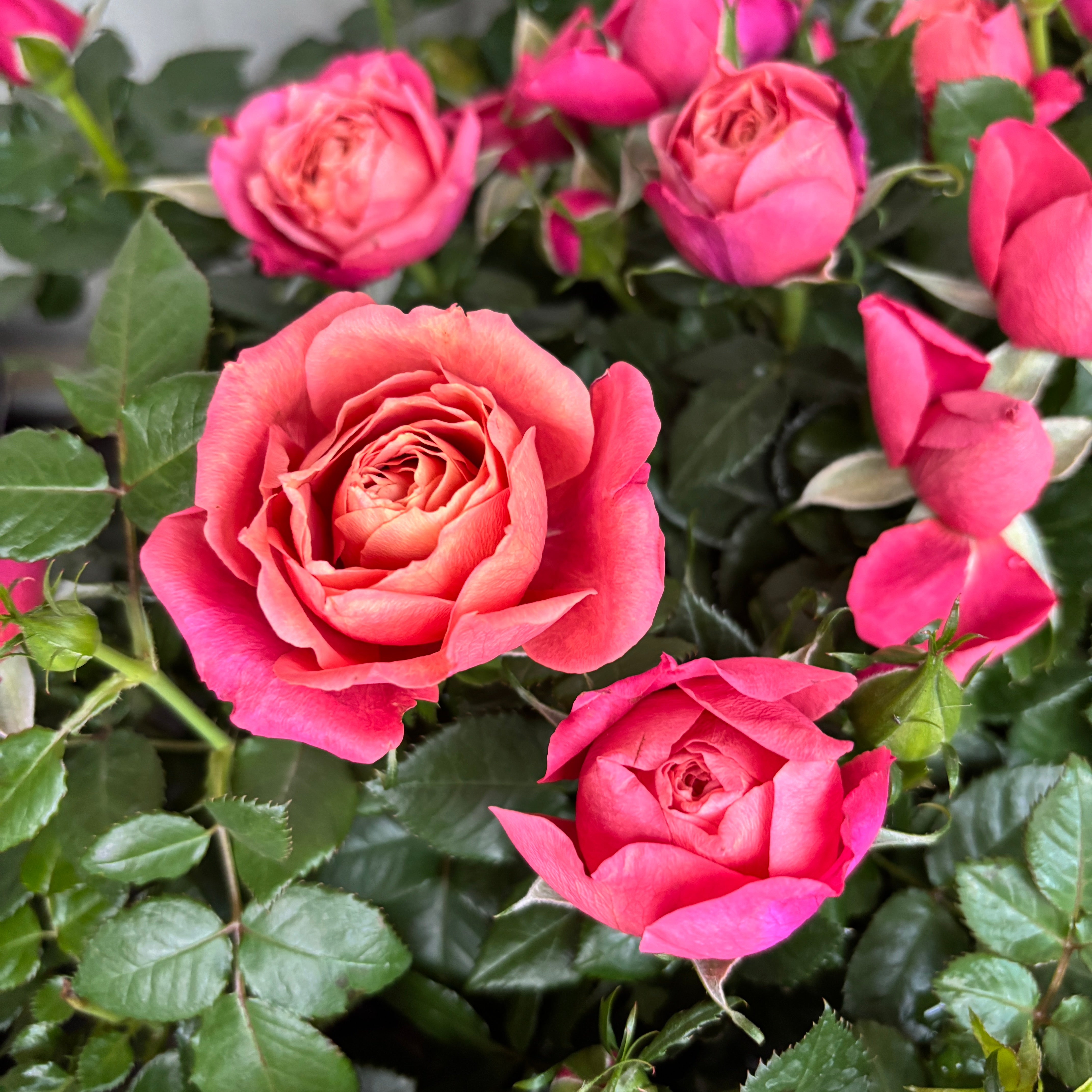 Rosa Kordana® Grande 'Magma' – trandafir pitic cu flori bicolore
