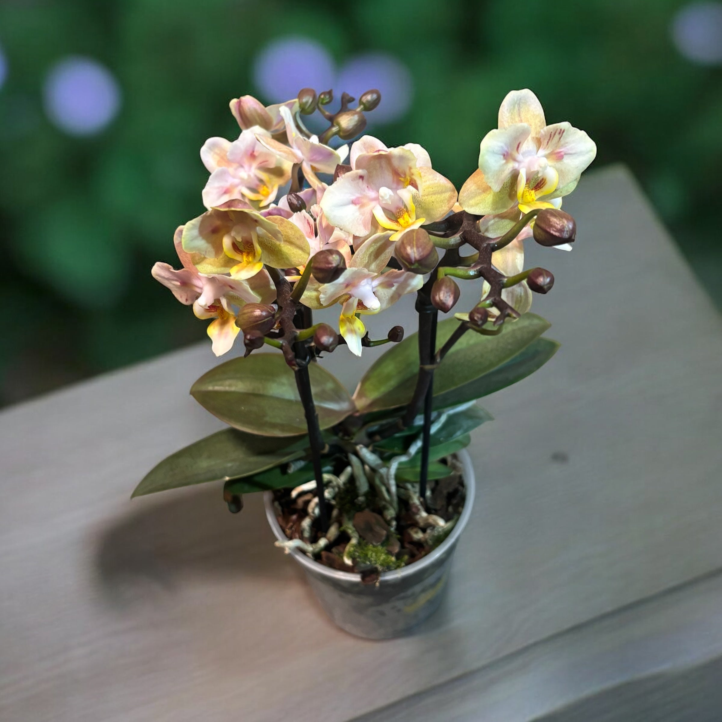 Phalaenopsis Aromio Powdery (Pélorique) - fleurs intensément parfumées