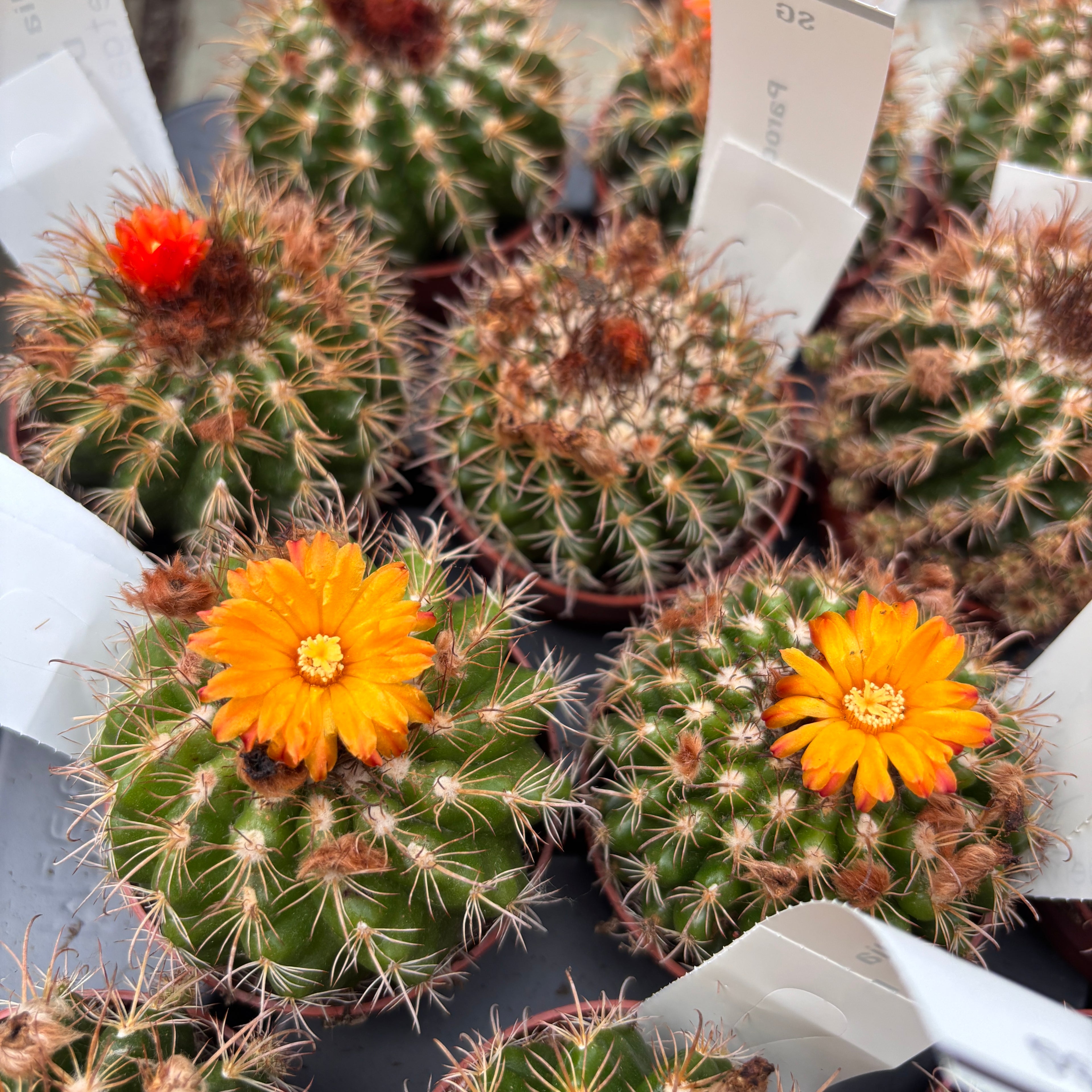 Parodia mairanana