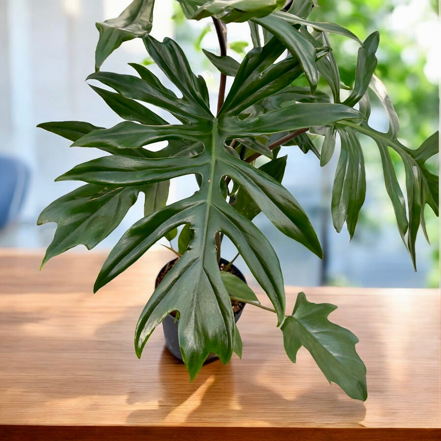 Philodendron Mayoi - exemplare XL (2 plante/ghiveci)