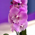 Phalaenopsis 'Charming Julie’ big lip