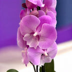 Phalaenopsis 'Charming Julie’ big lip