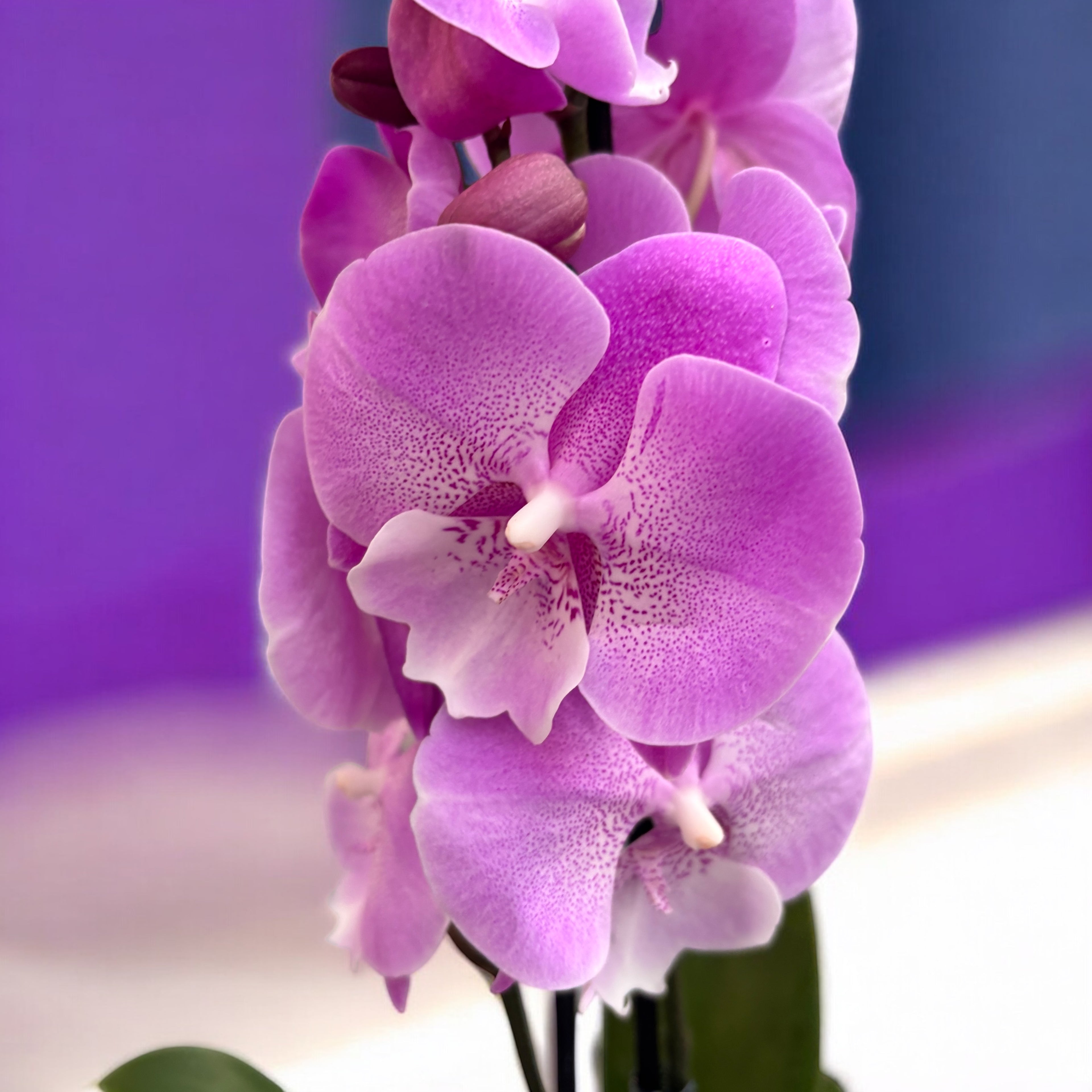 Phalaenopsis 'Charming Julie’ big lip