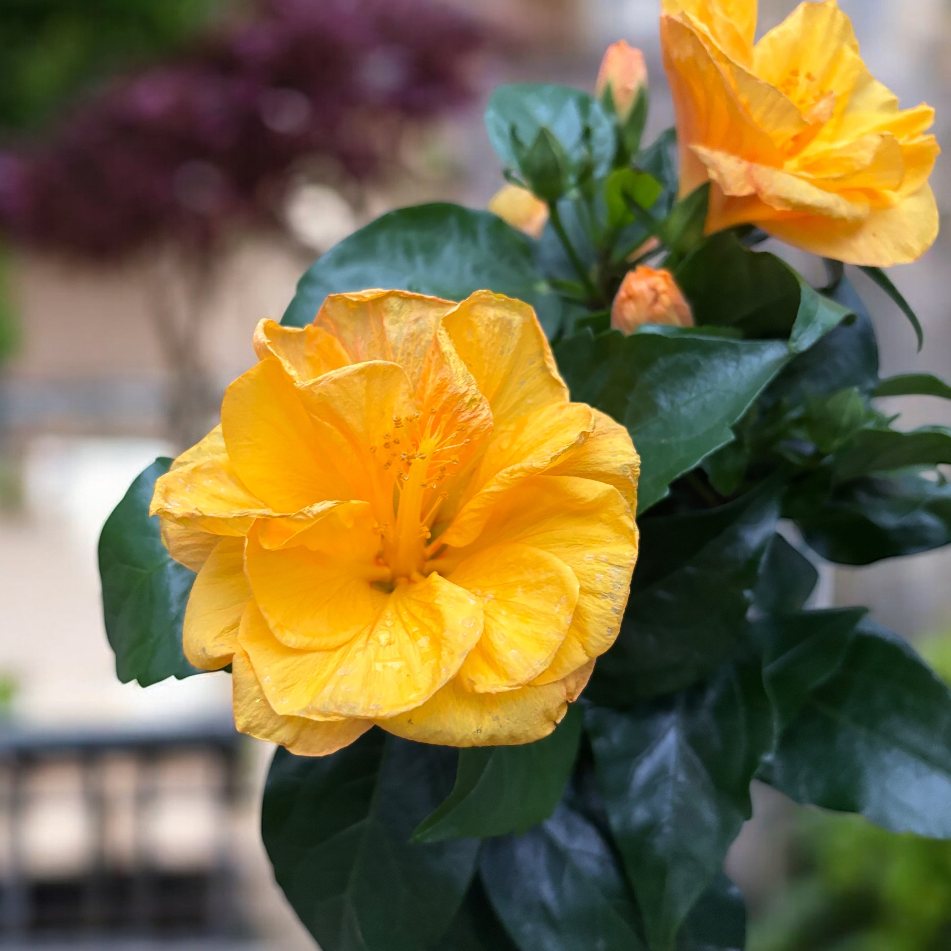 Hibiscus rosa-sinensis 'Jazz' (kettős virágú japán rózsa)